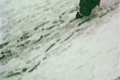 Saul-Leiter-Paris-Photo-Grand-Palais